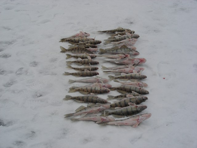 Зимний улов на Ахтубе (рыболовная база)