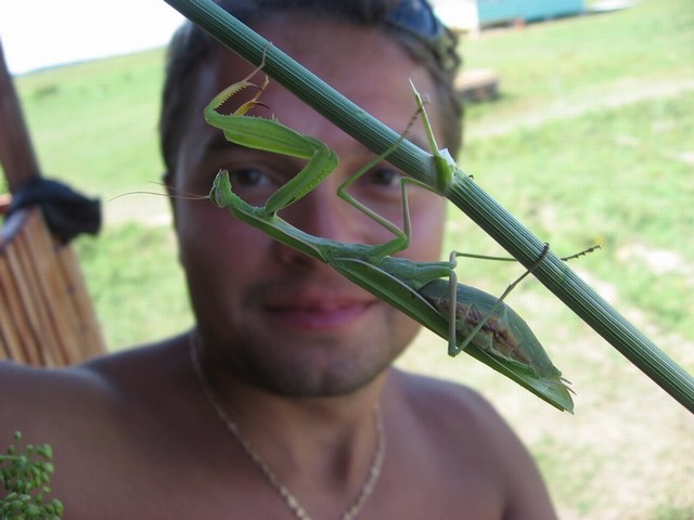 Богомол, рыбалка в астрахани на нижней волге и ахтубе, рыболовная база "Ахтуба-клуб"