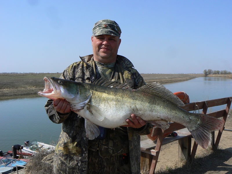 9 апреля 2012 года, Судак на 7150 кг, пойман компанией Рыбакопа, рыболовная база "Ахтуба-клуб"