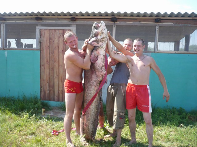 4 июля 2010, СОМ на 63 кг отличились Дима, Артур, Денис, Андрей, Ахтуба рыбалка база "Ахтуба-клуб"