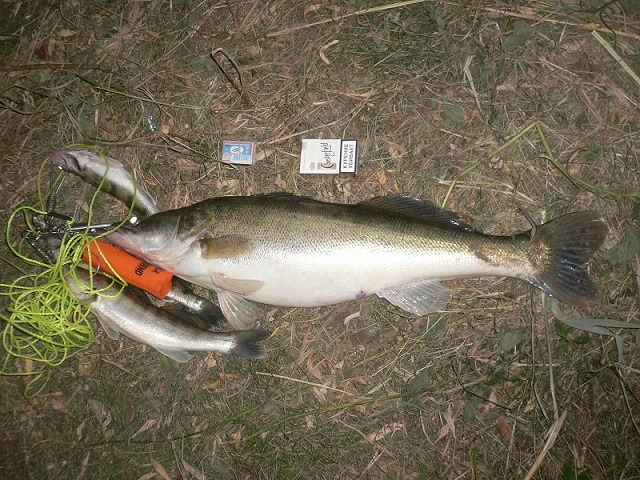 Август, Ахтуба рыбалка в Селитренном, Митинка, Харабалык и Банный, рыболовная база "Ахтуба-клуб"