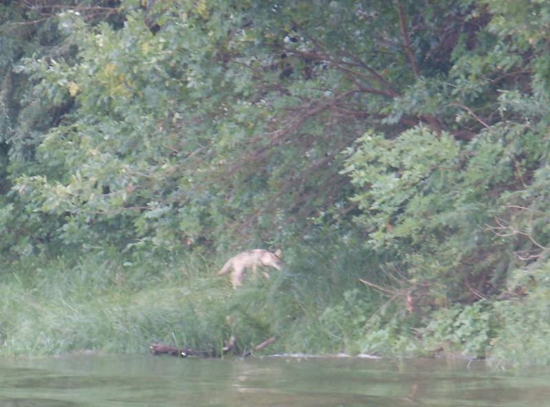 Август,волчья семейка поселилась у нас на стрелке Харабалыка и Банного, рыбалка и отдых в астраханской области, рыболовная база "Ахтуба-клуб".