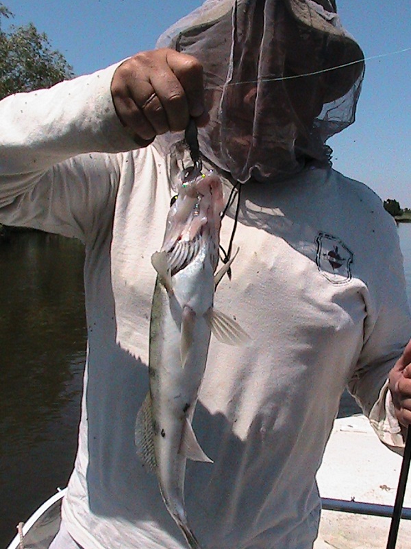 Июнь - Мошка!!! Вытеки - Ахтуба, летняя рыбалка в Селитренном, Митинка, Харабалык и Банный, рыболовная база "Ахтуба-клуб"