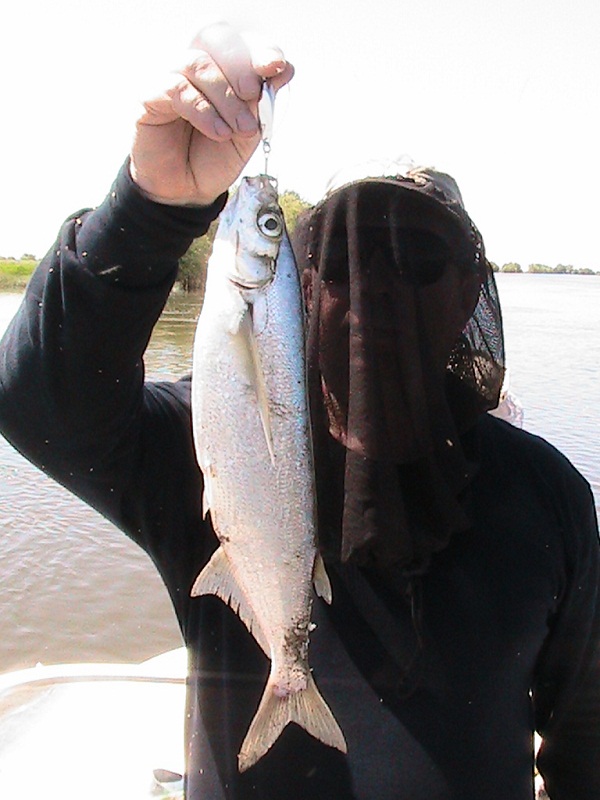 Июнь - Мошка!!! Вытеки - Ахтуба, летняя рыбалка в Селитренном, Митинка, Харабалык и Банный, рыболовная база "Ахтуба-клуб"