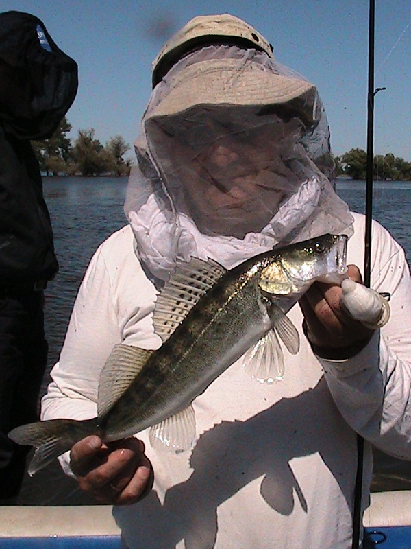 Июнь - Мошка!!! Вытеки - Ахтуба, летняя рыбалка в Селитренном, Митинка, Харабалык и Банный, рыболовная база "Ахтуба-клуб"