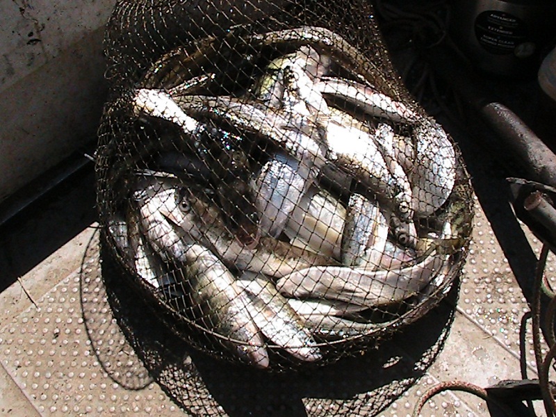 Июнь - Мошка!!! Вытеки - Ахтуба, летняя рыбалка в Селитренном, Митинка, Харабалык и Банный, рыболовная база "Ахтуба-клуб"