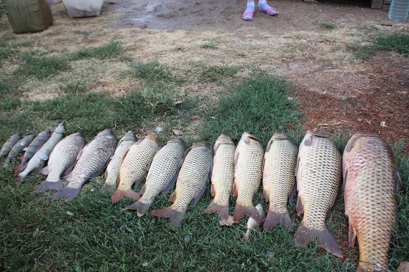 Август, рыбалка и отдых в астраханской области, рыболовная база "Ахтуба-клуб".