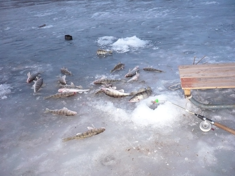Март, Ахтуба рыбалка в Селитренном на Митинке, Харабалыке и Банном рыболовная база "Ахтуба-клуб"