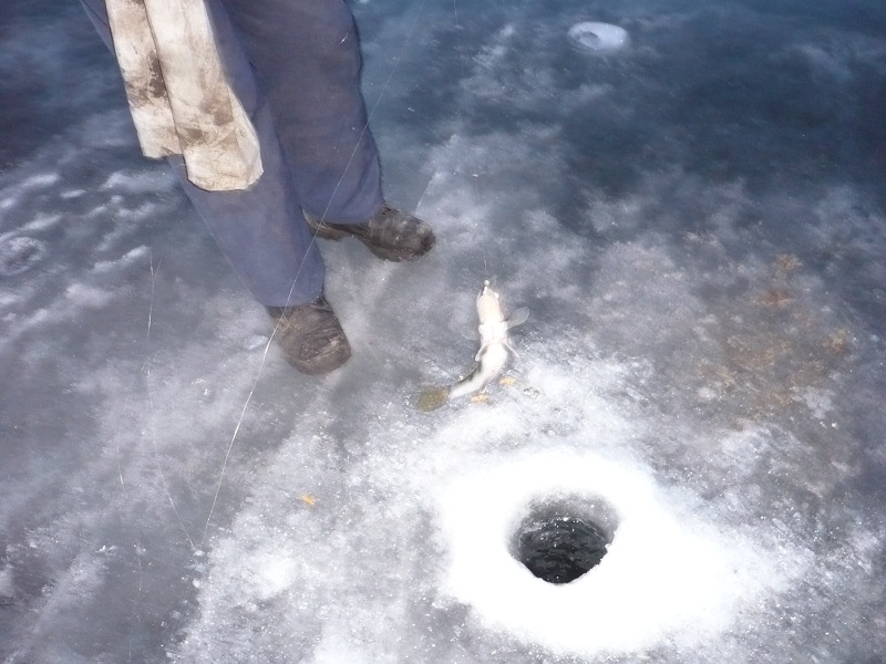 Март, Ахтуба рыбалка в Селитренном на Митинке, Харабалыке и Банном рыболовная база "Ахтуба-клуб"