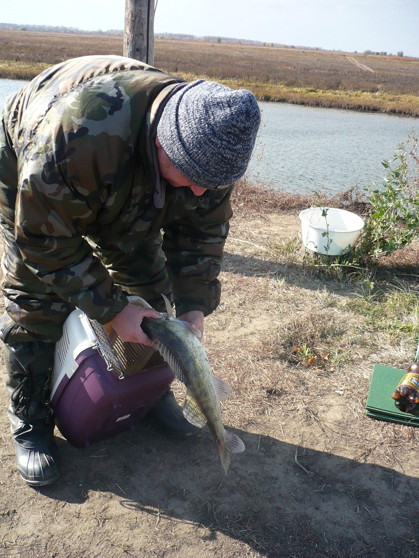 Октябрь, Ахтуба рыбалка в Селитренном, Митинка, Харабалык и Банный, рыболовная база "Ахтуба-клуб"