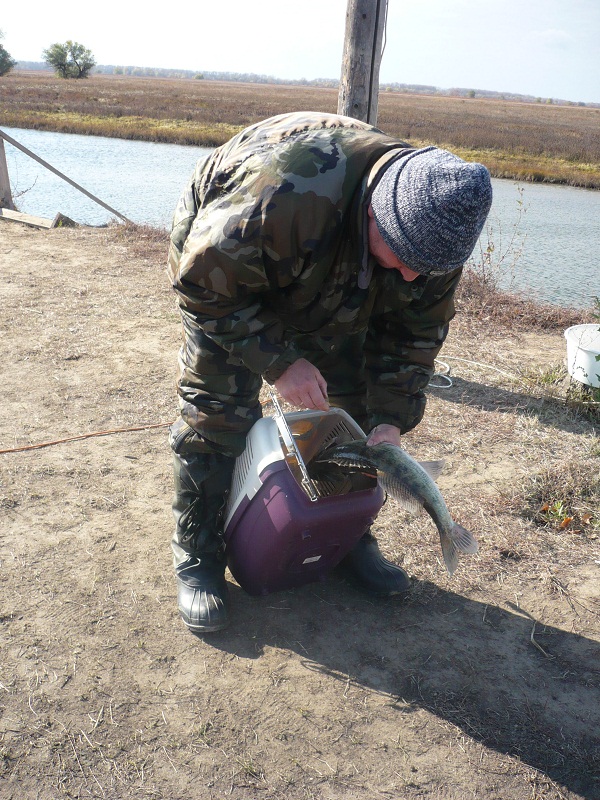 Октябрь, Ахтуба рыбалка в Селитренном, Митинка, Харабалык и Банный, рыболовная база "Ахтуба-клуб"
