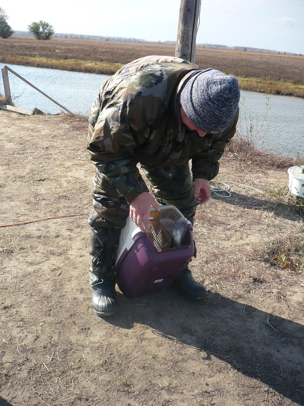 Октябрь, Ахтуба рыбалка в Селитренном, Митинка, Харабалык и Банный, рыболовная база "Ахтуба-клуб"