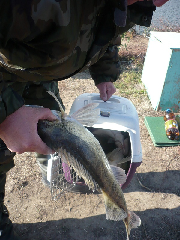 Октябрь, Ахтуба рыбалка в Селитренном, Митинка, Харабалык и Банный, рыболовная база "Ахтуба-клуб"