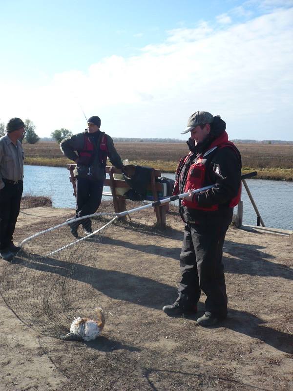 Октябрь, Ахтуба рыбалка в Селитренном, Митинка, Харабалык и Банный, рыболовная база "Ахтуба-клуб"